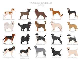 Collection of all dog breeds. Collection in 28 sets. Realistic image of dog breeds with different coat colors. Vector illustration