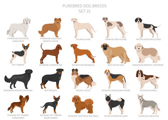 Collection of all dog breeds. Collection in 28 sets. Realistic image of dog breeds with different coat colors. Vector illustration