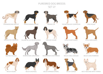 Collection of all dog breeds. Collection in 28 sets. Realistic image of dog breeds with different coat colors. Vector illustration
