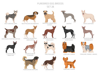 Collection of all dog breeds. Collection in 28 sets. Realistic image of dog breeds with different coat colors. Vector illustration