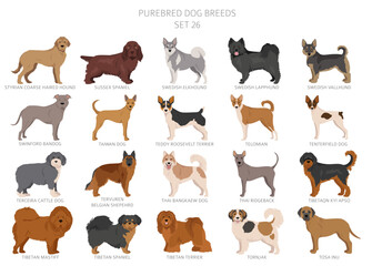 Collection of all dog breeds. Collection in 28 sets. Realistic image of dog breeds with different coat colors. Vector illustration