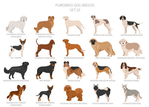 Collection of all dog breeds. Collection in 28 sets. Realistic image of dog breeds with different coat colors. Vector illustration