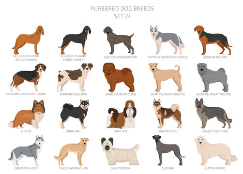Collection of all dog breeds. Collection in 28 sets. Realistic image of dog breeds with different coat colors. Vector illustration
