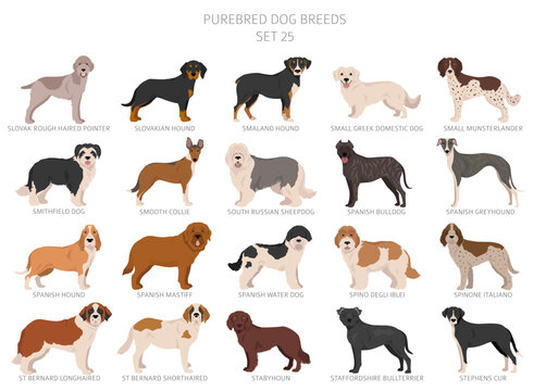Collection of all dog breeds. Collection in 28 sets. Realistic image of dog breeds with different coat colors. Vector illustration