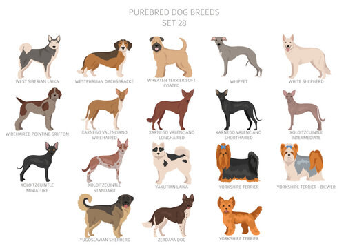 Collection of all dog breeds. Collection in 28 sets. Realistic image of dog breeds with different coat colors. Vector illustration