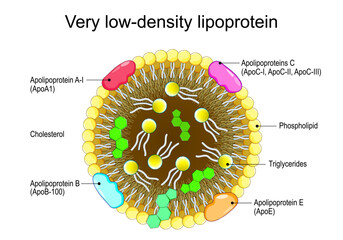 Very low-density lipoprotein structure. VLDL