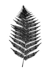 Silhouette image of tree fern leaf isolated on white background 