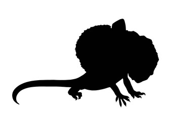 Silhouette image of frilled lizard isolated 