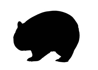Silhouette image of wombat isolated on white background 