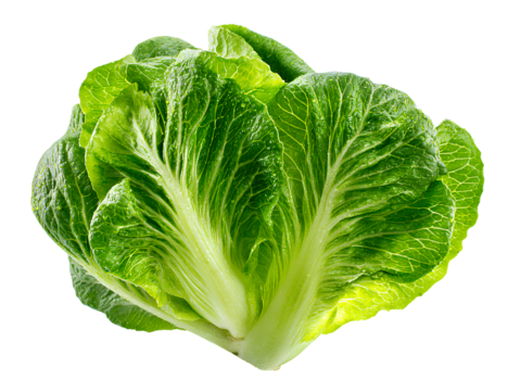 Baby cos lettuce fresh green leaves png white background