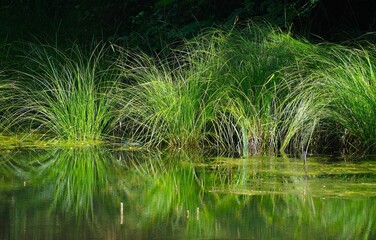 Schilfgras Impression am Bärensee