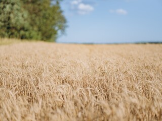 Yellow ripe wheat ears and blue sky on horizon on a sunny day.