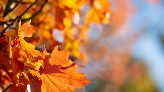 Vibrant autumn maple leaves with golden sunlight. Perfect for seasonal change, fall beauty, and natural cycle representation.