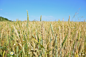 background of Wheat field under a clear blue sky