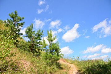 Scenic Trail Through Rolling Hills with Pine Trees and Cloudy Blue Sky copy space