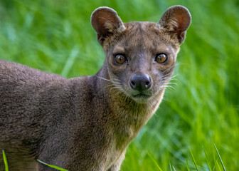 Madagascar fossa