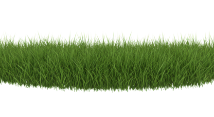 Lush, vibrant green border of tall, slender grass blades gently swaying, isolated against a transparent background with studio lighting, sharp focus, high contrast. Concept of natural vitality and