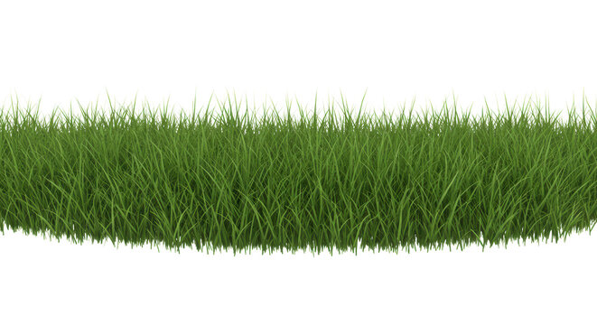 Lush, vibrant green border of tall, slender grass blades gently swaying, isolated against a transparent background with studio lighting, sharp focus, high contrast. Concept of natural vitality and