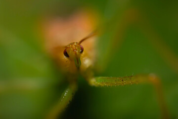 An insect photographed in its natural habitat. Nature background. 