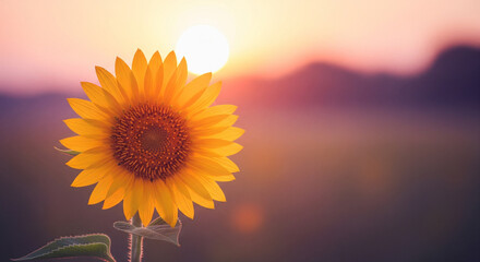 Radiant Sunflower Solitude: Capturing Nature's Golden Detail