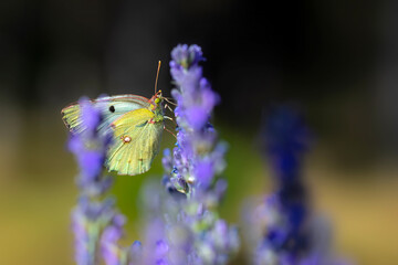 Butterfly. Colias alfacariensis. Berger's Clouded Yellow. Nature background. 