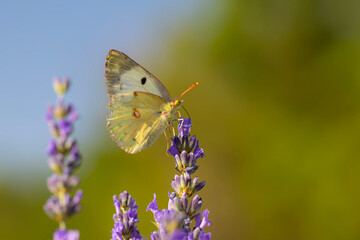 Butterfly. Colias alfacariensis. Berger's Clouded Yellow. Nature background. 