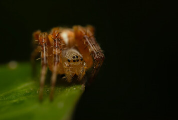 Spider. Close up nature. Nature background. 