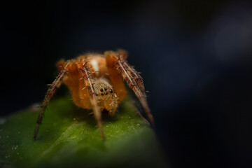 Spider. Close up nature. Nature background. 