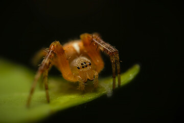 Fototapeta premium Spider. Close up nature. Nature background. 