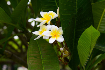 White Frangipani flower Plumeria alba with green leaves