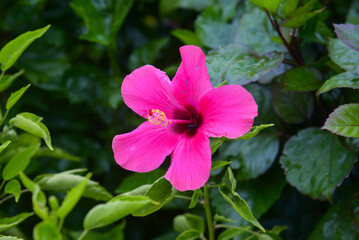 A closeup of a pink hibiscus growing in a garden