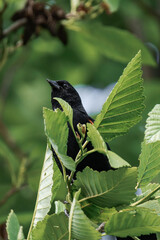 Male red-winged blackbird (Agelaius phoeniceus) in British Columbia, Canada.