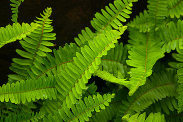 Sword Fern green leaf for texture and background
