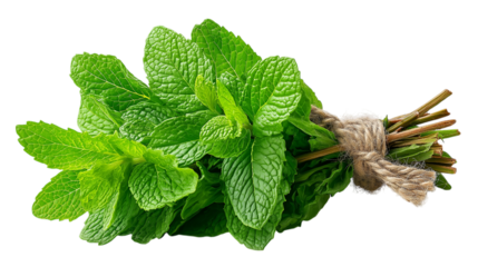 Fresh Mint Bunch Tied with Twine on Transparent Backdrop