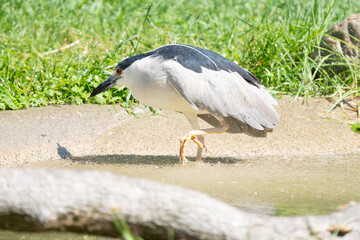 black crowned night heron searching for food nearby while walking through the wetlands on a sunny day