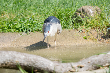 black crowned night heron searching for food nearby while walking through the wetlands on a sunny day