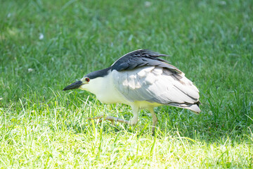 black crowned night heron searching for food nearby while walking through the wetlands on a sunny day