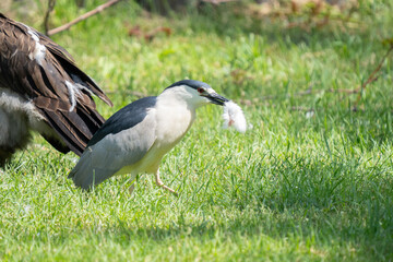 black crowned night heron searching for food nearby while walking through the wetlands on a sunny day