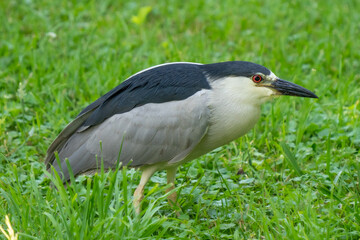 black crowned night heron searching for food nearby while walking through the wetlands on a sunny day