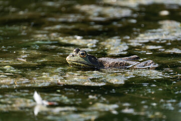American bullfrog (Lithobates catesbeianus) in a pond in British Columbia, Canada.