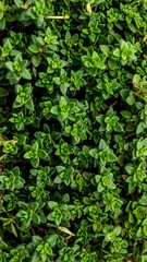 Fototapeta premium Overhead Shot of Lush Green Thyme Plant Leaves with Detailed Leaf Texture
