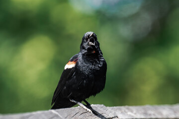Male red-winged blackbird (Agelaius phoeniceus) in British Columbia, Canada.