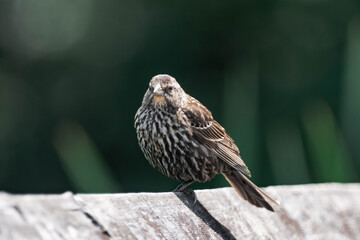 Female red-winged blackbird (Agelaius phoeniceus)