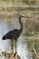 Great blue heron (Ardea herodias) in British Columbia, Canada.