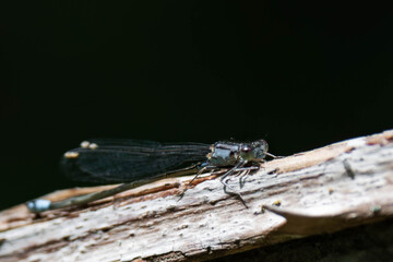 Small blue dragonfly in British Columbia, Canada.