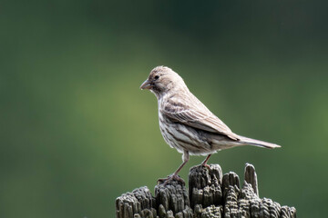 House finch (Haemorhous mexicanus) sitting on a tree stump.