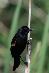 Male red-winged blackbird (Agelaius phoeniceus) in British Columbia, Canada.