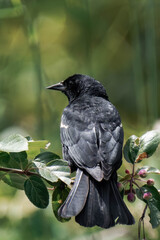 Male red-winged blackbird (Agelaius phoeniceus) in British Columbia, Canada.