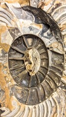 Fototapeta premium Detailed Close Up of Ancient Ammonite Fossil Exhibiting Complex Spiral Patterns