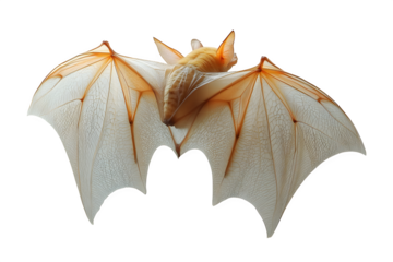 Bat, Myotis myotis, flying with white background, wings spread to fly, two figures